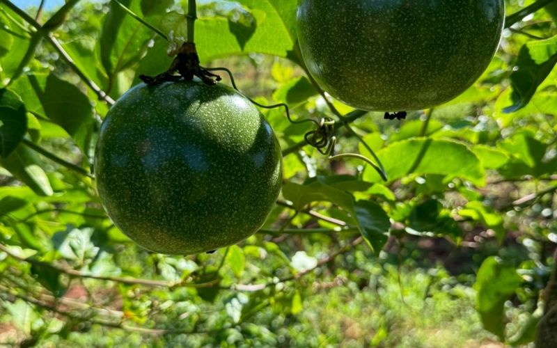  São Manoel do Paraná esteve recebemos a visita técnica dos agrônomos da Cooanorte e da Polpa Norte